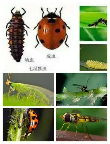 蚜虫天敌:七星瓢虫,食蚜蝇, 草蛉等.