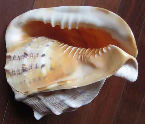 与我过去看过的唐冠螺不同.