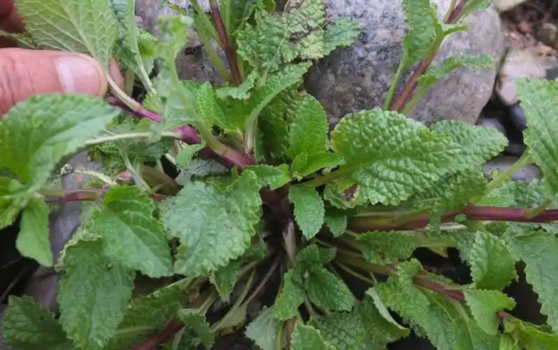 蟾蜍的图片(这种草长得丑,民间称呼"癞蛤蟆",家里养几盆没坏处)