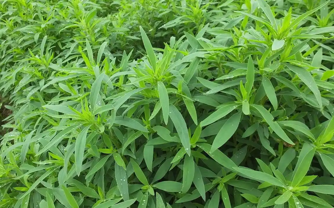 春季常见的15种植物,有的能吃,有的有用,建议了解保存!