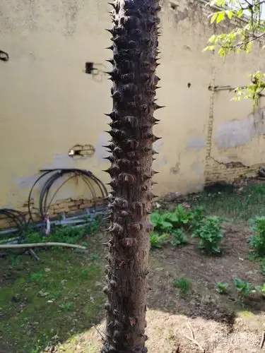 有网友认识这是啥树吗?回老家看见的,树干上都是刺,好奇怪!