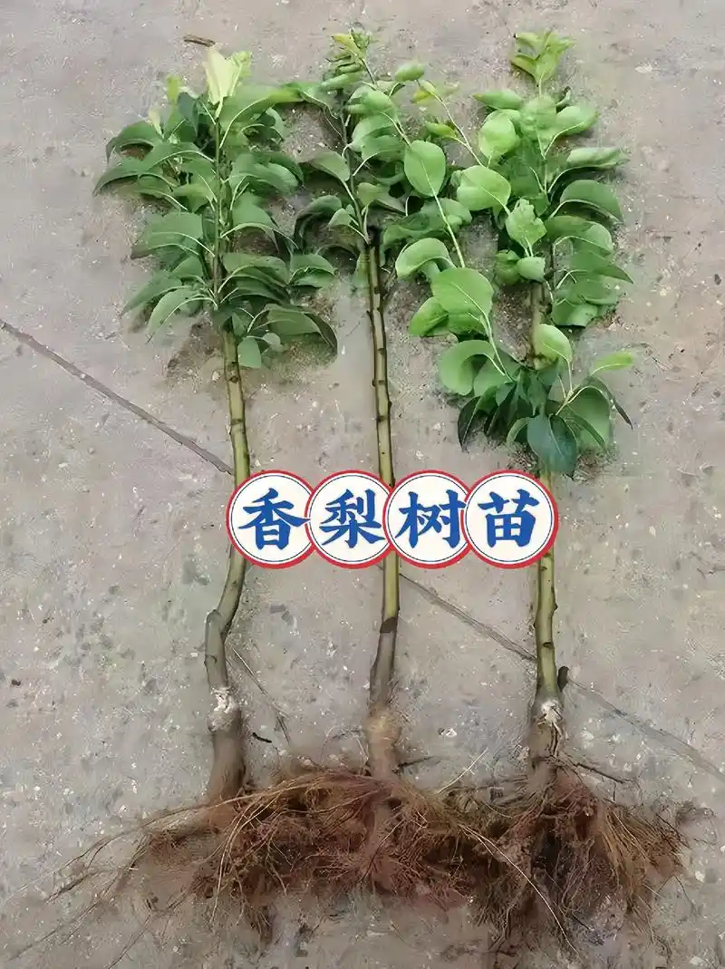 老铁们!嫁接梨树苗,好种植,易管理的库尔勒香梨树苗来啦,嫁接 - 抖音