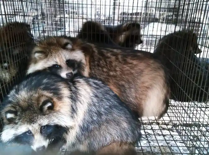 冬毛期貂狐貉饲养要点