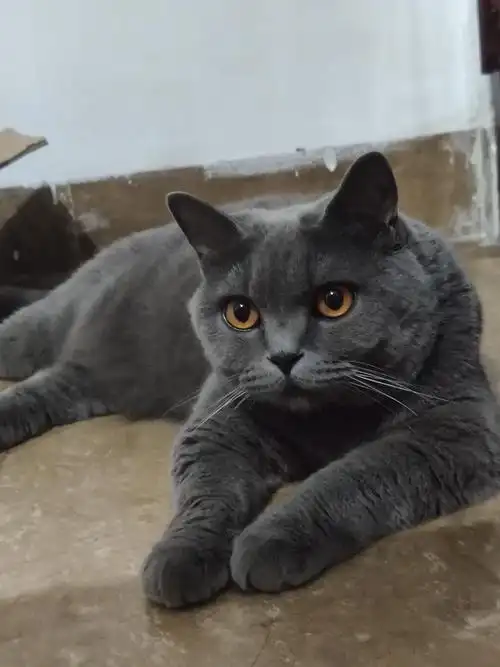 为什么蓝猫有的眼睛是黄色有的是橘色?