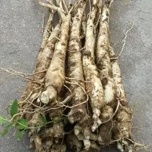 鲜桔梗500g秦岭现挖优质二年生桔梗根新鲜狗宝咸菜干芥梗韩国泡菜