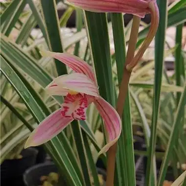 建兰白马王子 2苗1芽(此品种容易烧尖介意慎拍) - 中国兰花交易网