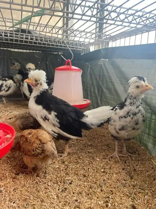 贵妃鸡的发型越来越骄傲不训