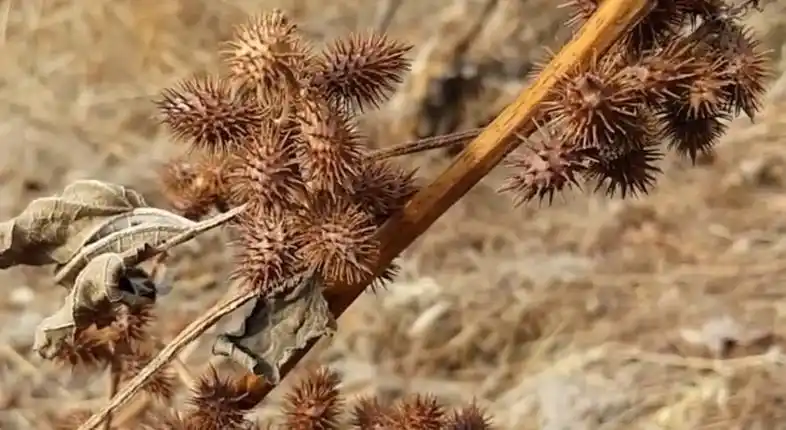 农村一种野草,浑身长满刺,用处广,赶快去找找吧