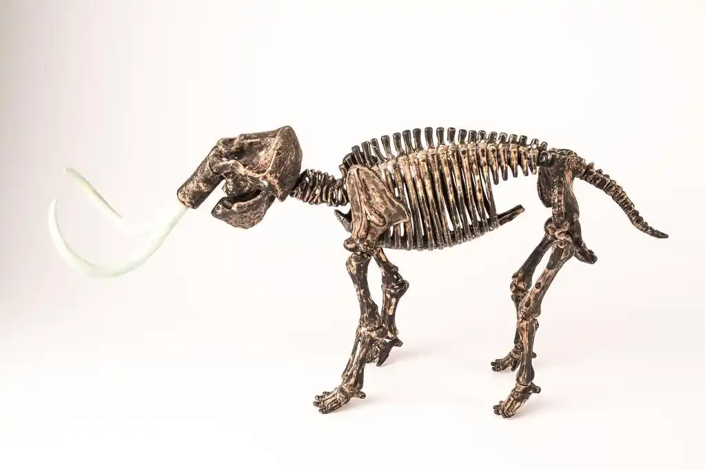 猛犸象,孤立在白色背景上的猛犸象骨架