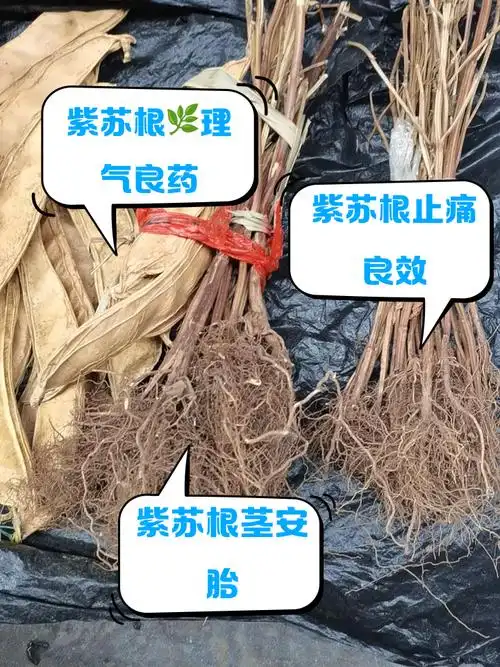 紫苏根茎晒干的功效与作用