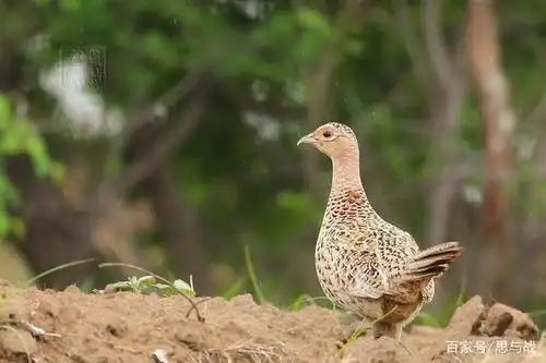 你知道野公鸡是怎么死的吗?