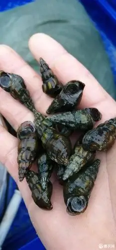 [山螺批发] 山螺,扭螺!价格10元/斤 - 惠农网