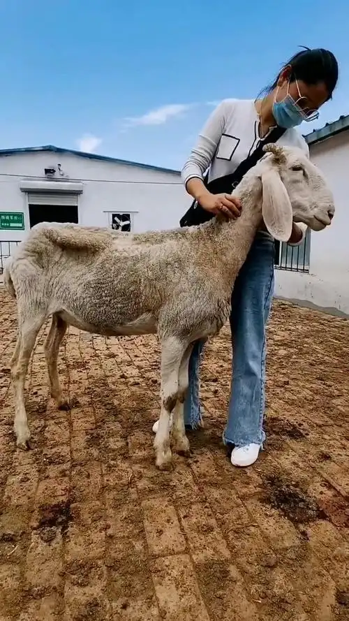 这只羊太瘦了,怎么吃都不长肉,骨瘦如柴!