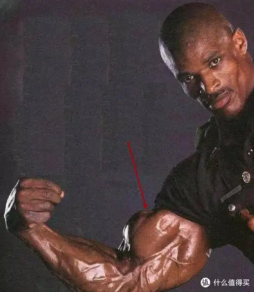 肱二头肌详解及训练动作分享_手机搜狐网