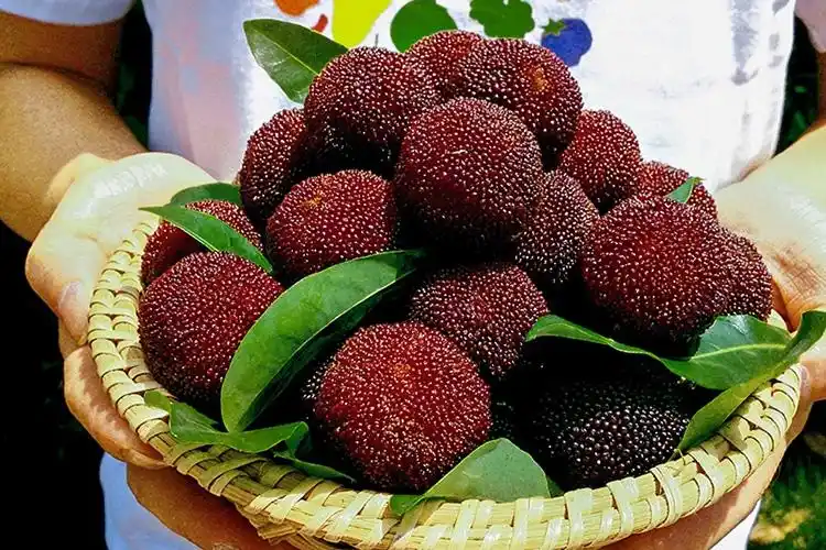 慈溪杨梅几月份成熟上市(宁波慈溪杨梅什么时候上市)-水果洽购网