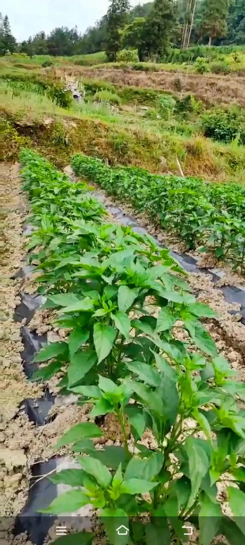 我的合作种植伙伴发给我辣椒长势图,真的不错91 - 抖音