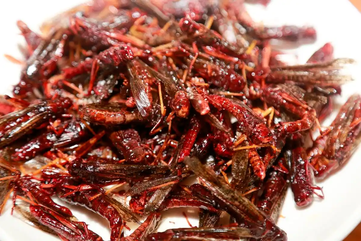 农民把蚂蚱当宝贝喂养,年收益上十万元,这个油炸蚂蚱你敢吃不?