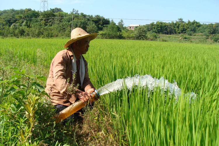 抽水灌溉保丰收