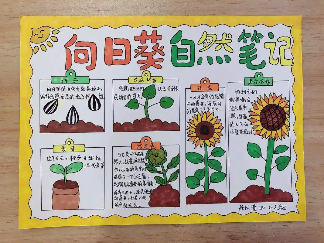 植物观察手抄报 向日葵自然笔记#小学生手抄报