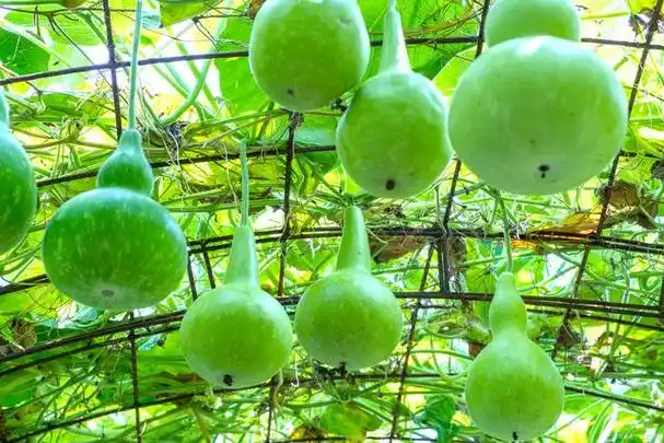 葫芦属葫芦科一年生攀缘植物植物,且有很多品种,果实大小,形状,颜色和