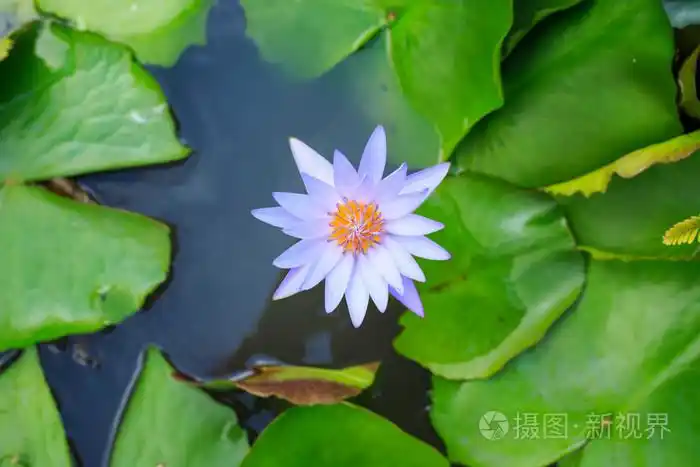 在顶视图上的紫色莲花照片-正版商用图片0dc3n3-摄图新视界