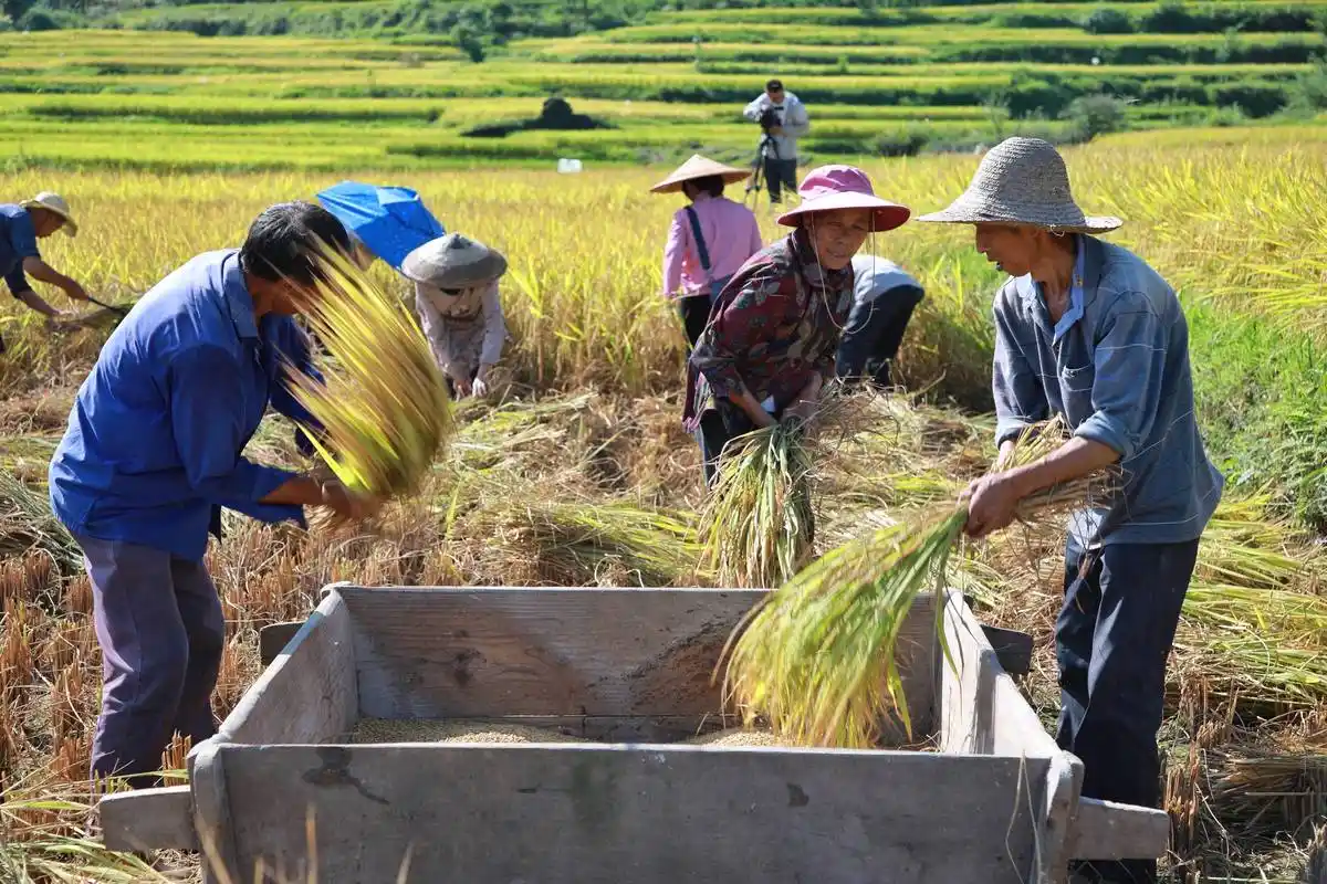 8月28日,余庆县大乌江镇凉风村村民对水稻进行脱粒.