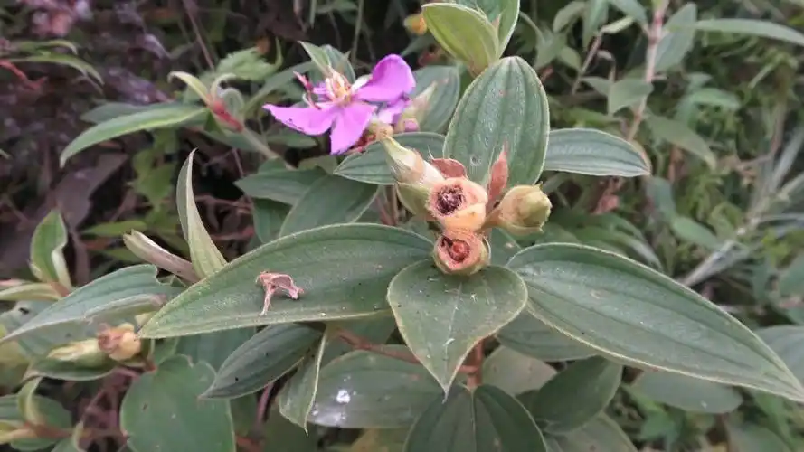 【一点资讯】农村称其为"野牡丹",果实清甜可口,却不知用途广泛,价值