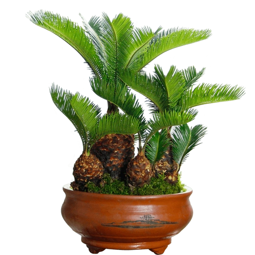 铁树盆栽多头艺术名贵盆景送礼品长辈领导室内绿植高档大小型老桩