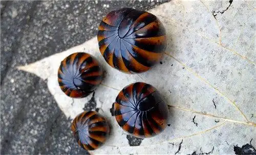 呀诺达雨林奇遇记之西瓜虫