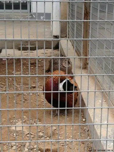 清明假期提前带您欣赏洛阳王城公园动物园祝牡丹花会圆满成功