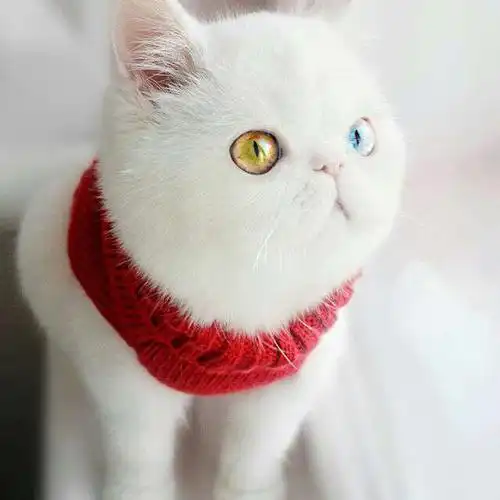 主题pbc猫老师家的异瞳猫猫好可爱给你们看美人