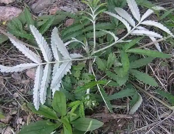 翻白草,一种有着特殊形态和生长环境的植物,又被称为鸡腿根,因其根部