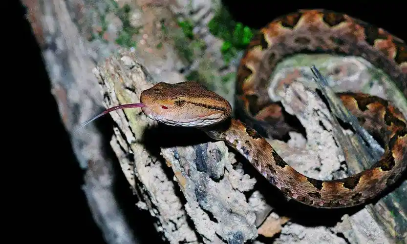原创大连蛇岛疯狂内卷一平方公里2万多条蛇饿得一年休眠两次