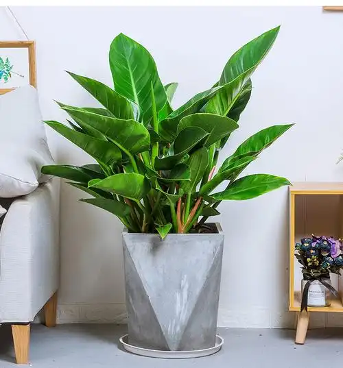 绿钻金钻蔓绿北欧室内办公室客厅甲醛净化空气绿植大型绿植