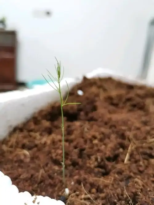 种了一个半月的芦笋籽