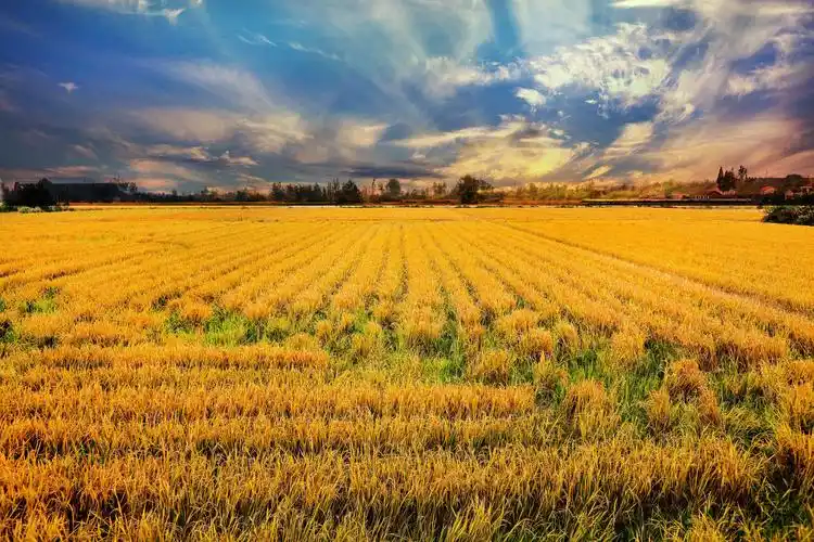 春秋美景,金色满地,遍地生辉,醉美澧洲.看!我的习作!