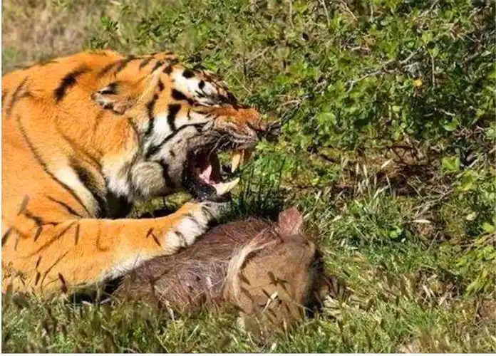 老虎因食物大打出手旁边同伴亮了这群吃瓜群众太不地道