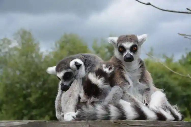 尾巴黑白相间的狐猴图片猴灵长类动物狐猴