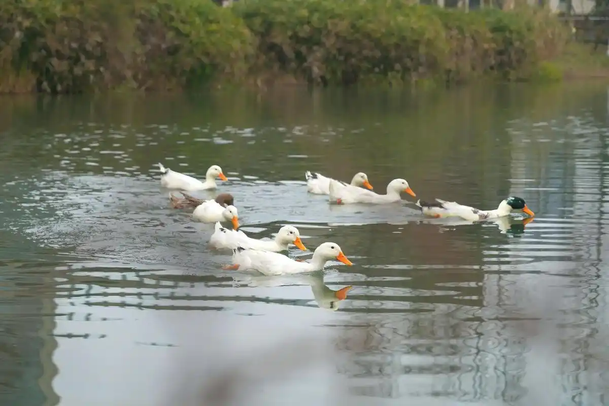池塘里有一群鸭子,嘻戏抢食好可爱 - 抖音