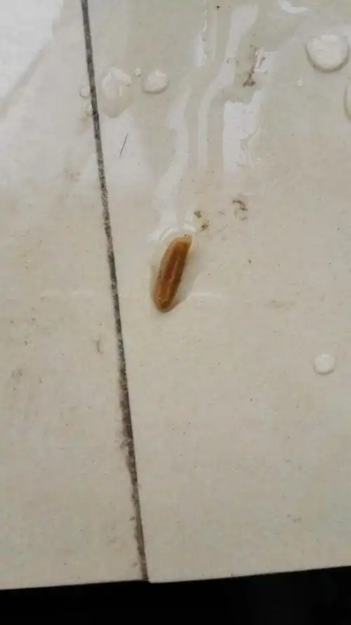 我家草龟拉这种颜色的便便正常吗?