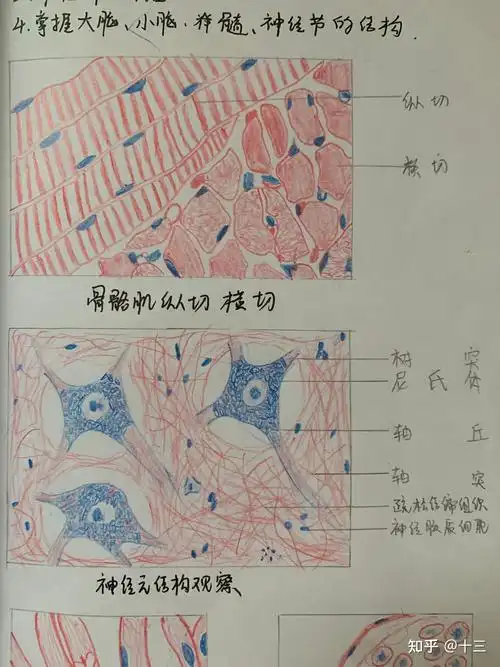 组胚实验红蓝铅笔手绘图 - 知乎