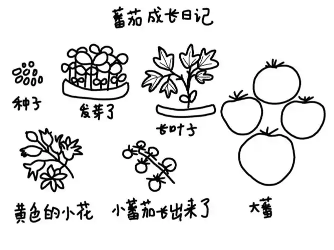 番茄成长日记