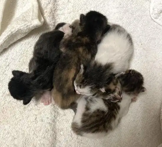 出生一天的小猫咪