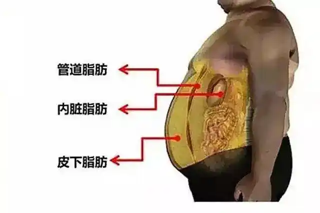 自身代谢缓慢,脂肪囤积可以怎么减肥