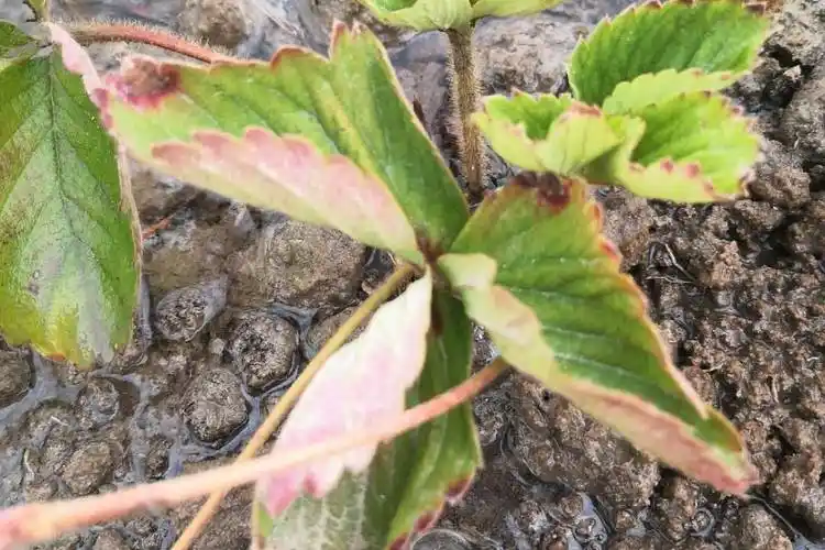 高温多雨草莓炭疽病怎么预防用什么药好草莓圈帮您解决