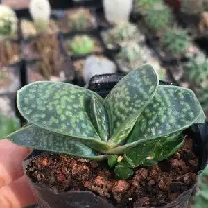 金元宝花盆栽植物图片