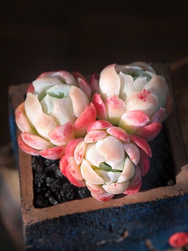 贝瑞双子瑞多植物群生奶油萌肉组合盆栽绿植多肉植物