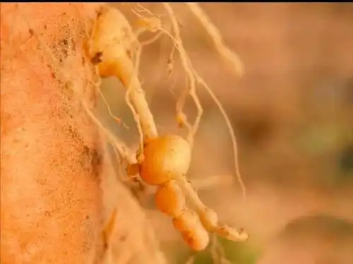 萝卜染上了根瘤,防治根结线虫是关键