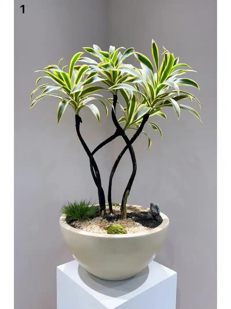 造型金边百合竹除了贵没啥毛病 造型金边百合竹除了贵没啥毛病.