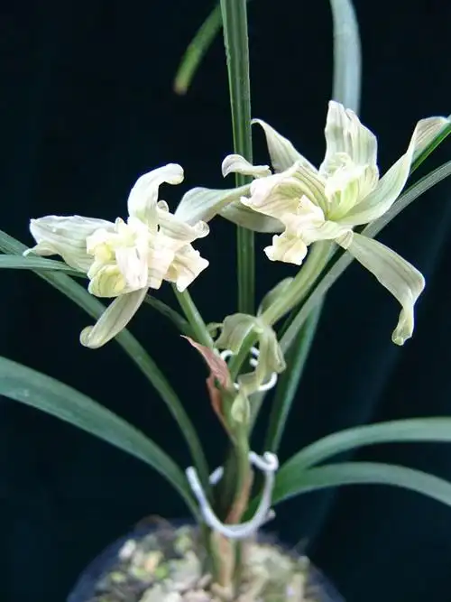 全世界最顶级的兰花汇总